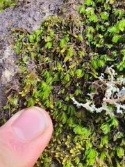 Hymenophyllum minimum