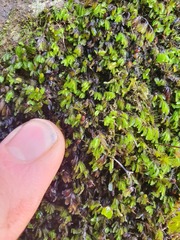 Hymenophyllum minimum