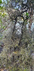 Pittosporum divaricatum
