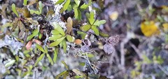 Pittosporum divaricatum