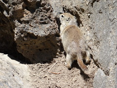 Urocitellus beldingi