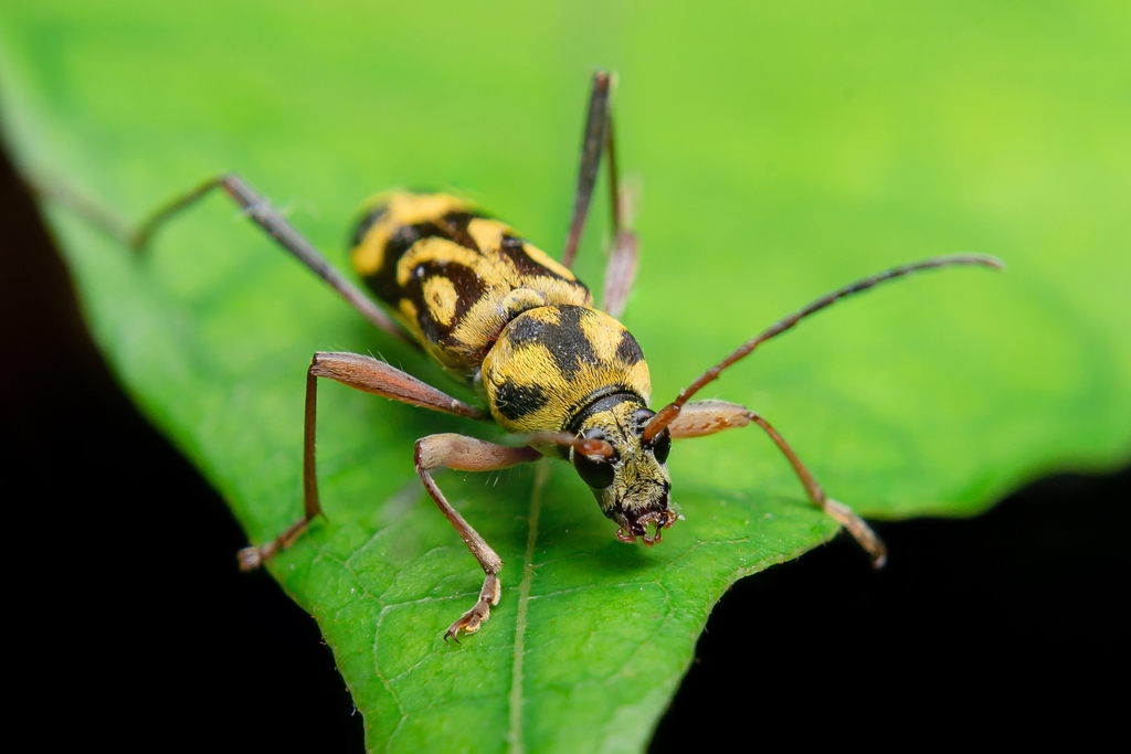 Bamboo Tiger Longhorn