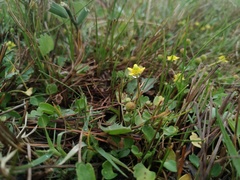 Halerpestes sarmentosa