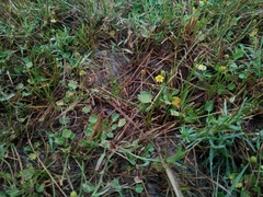 Halerpestes sarmentosa