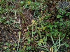 Halerpestes sarmentosa