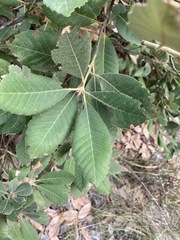 Notholithocarpus densiflorus echinoides