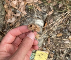 Notholithocarpus densiflorus echinoides