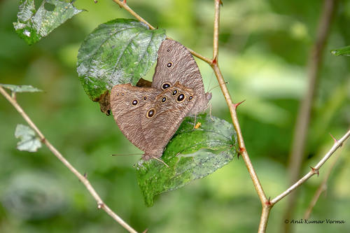 Common Evening Brown, photo 3 of 10