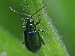 Altica oleracea