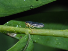 Macropsis marginata