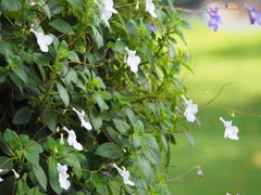 Streptocarpus saxorum
