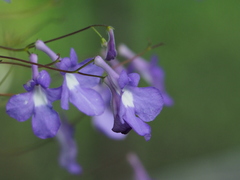 Streptocarpus saxorum