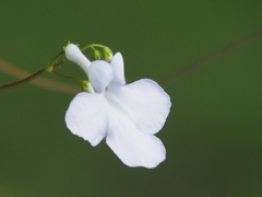 Streptocarpus saxorum