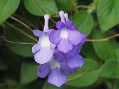 Streptocarpus saxorum