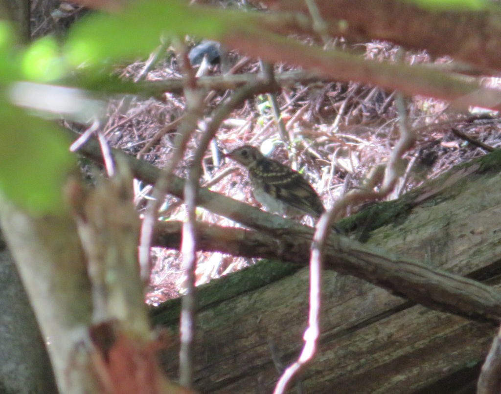 White's Thrush