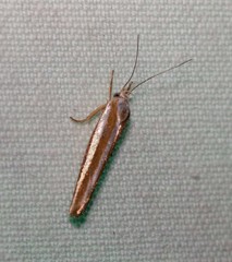 Catoryctis subparallela