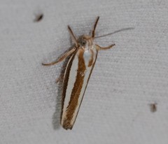 Catoryctis subparallela