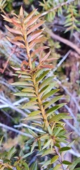 Podocarpus acutifolius