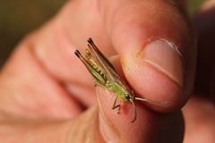 Pseudochorthippus parallelus parallelus