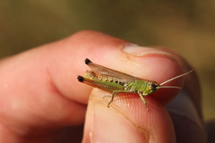 Pseudochorthippus parallelus parallelus