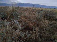 Halimodendron halodendron