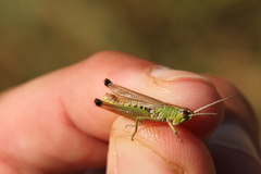 Pseudochorthippus parallelus parallelus