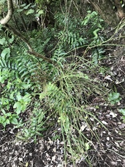 Carmichaelia australis