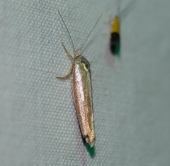 Catoryctis subparallela