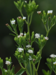 Stevia rebaudiana