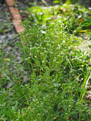 Stevia rebaudiana
