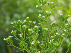 Stevia rebaudiana