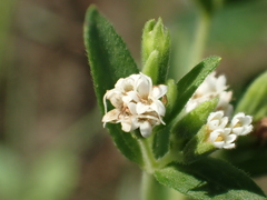 Stevia rebaudiana