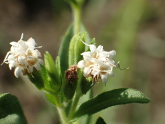 Stevia rebaudiana