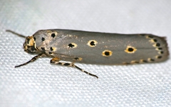 Ethmia circumdatella