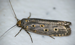 Ethmia circumdatella