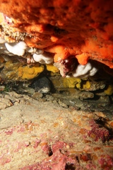 Genypterus tigerinus