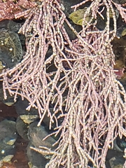 Calliarthron tuberculosum