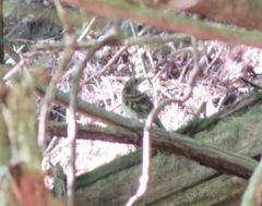 Zoothera aurea toratugumi