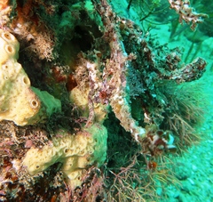 Heteroclinus roseus