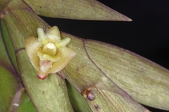 Dendrobium keithii
