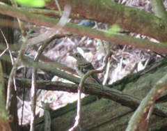 Zoothera aurea toratugumi