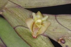 Dendrobium keithii