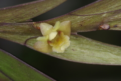 Dendrobium keithii
