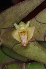Dendrobium keithii