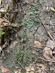 Metrosideros perforata