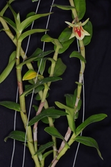 Dendrobium cruentum