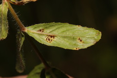 Puccinia pulverulenta