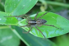 Pardosa pusiola
