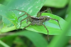 Pardosa pusiola