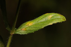 Puccinia pulverulenta
